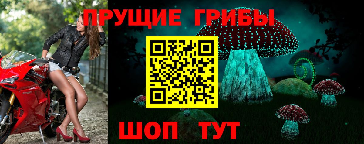 Псилоцибиновые грибы Psilocybe Москва